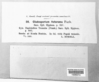 Fusicladium asteroma image